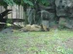 Franklin Park Zoo